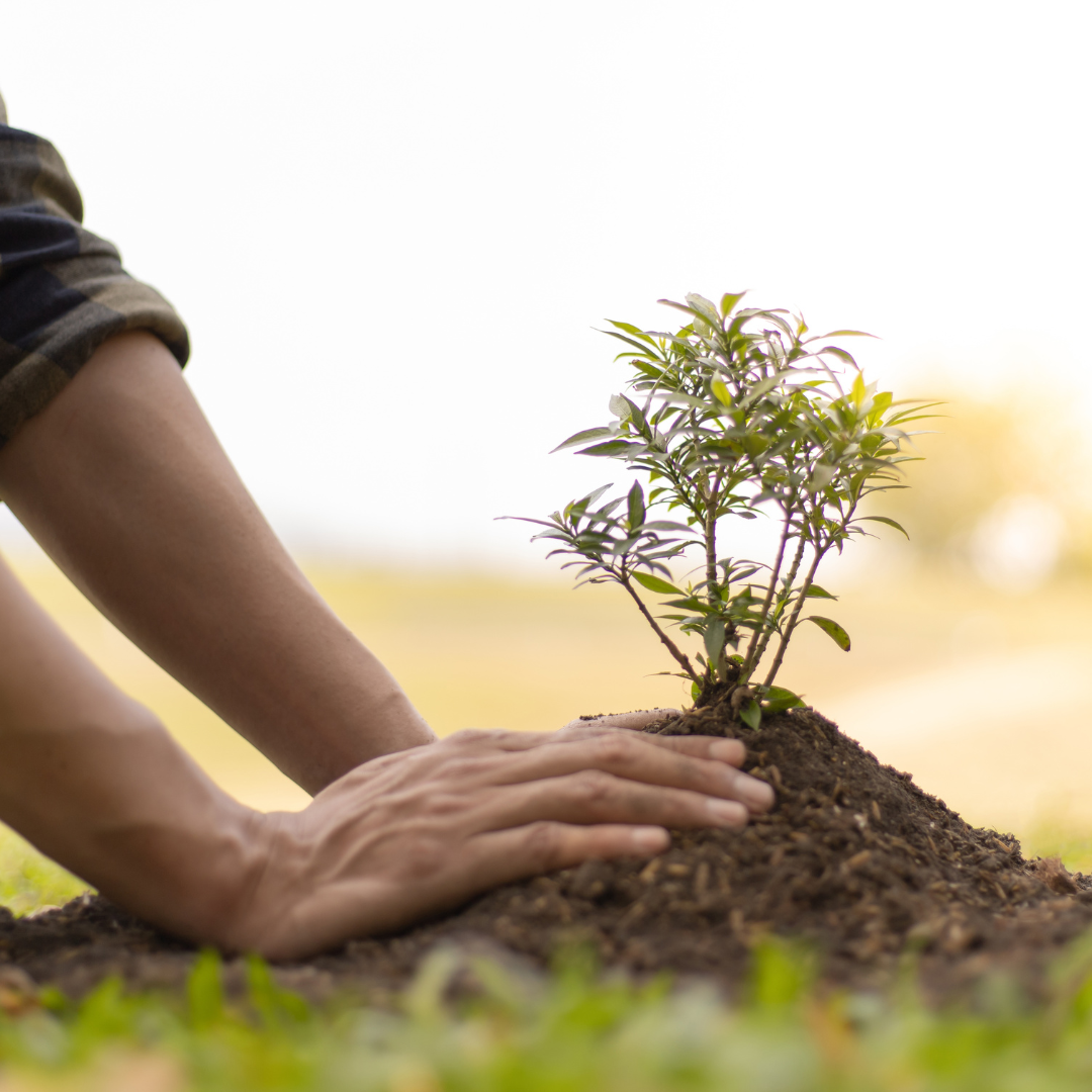 A Tree Is More Than Just a Tree . The Story of Sustainable Forests and Our Small Seed of Change